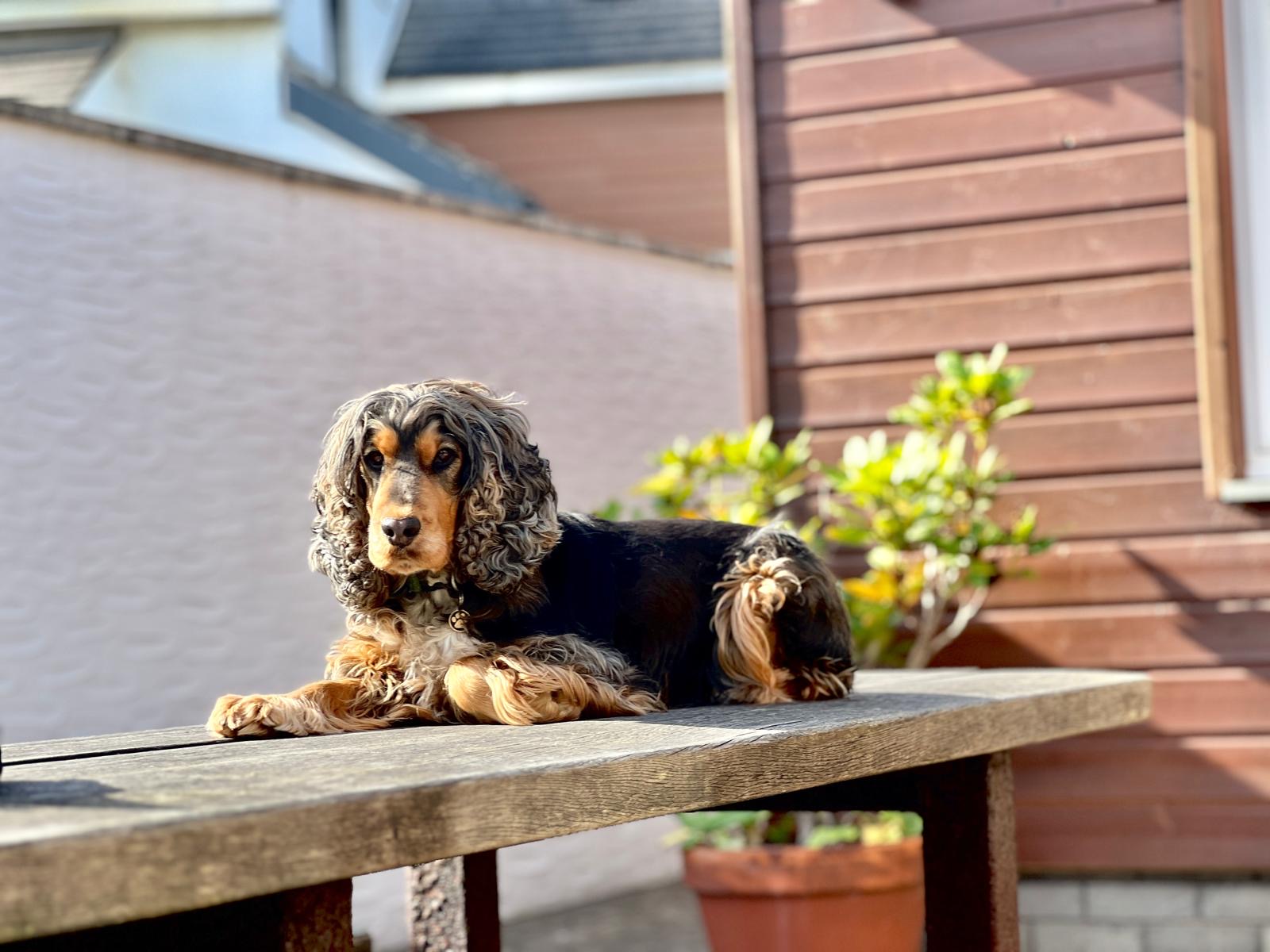 Dog relaxing in Gwelmor's fully enclosed garden