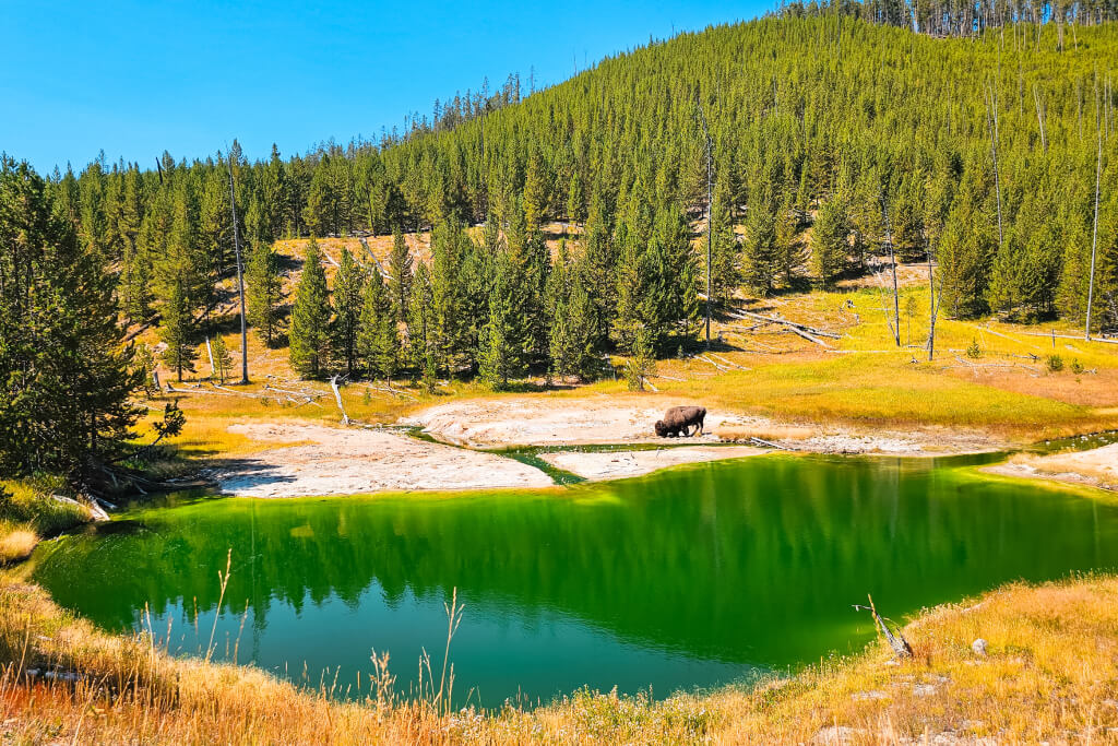 a bison grazing along a green lake in yellowstone national park