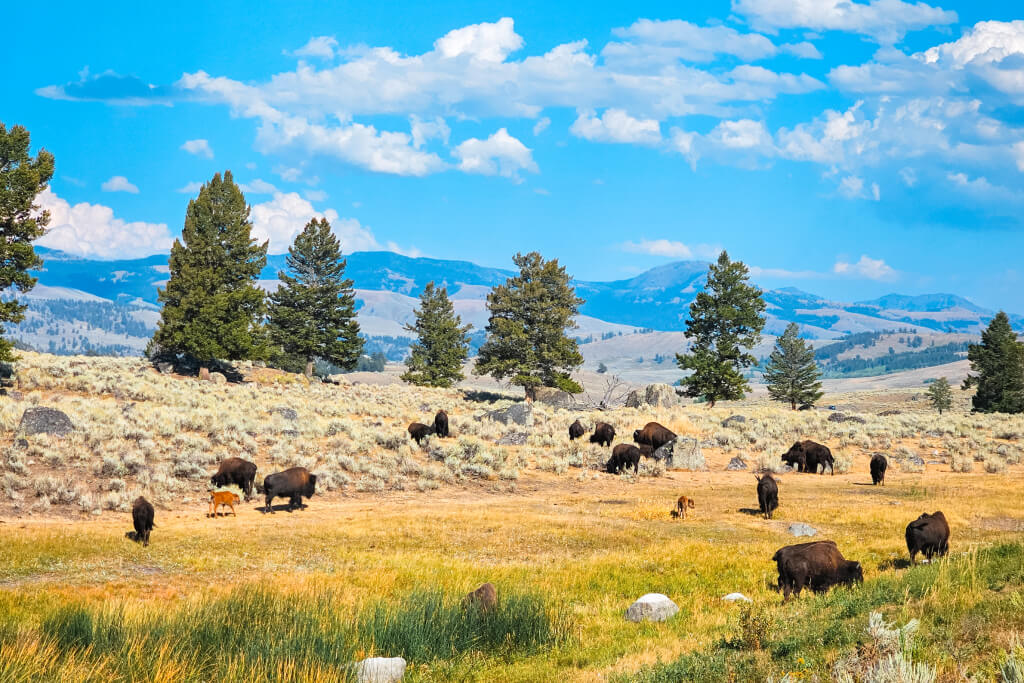 a herd of bison in a meadow in Lamar Valley in yellowstone national park