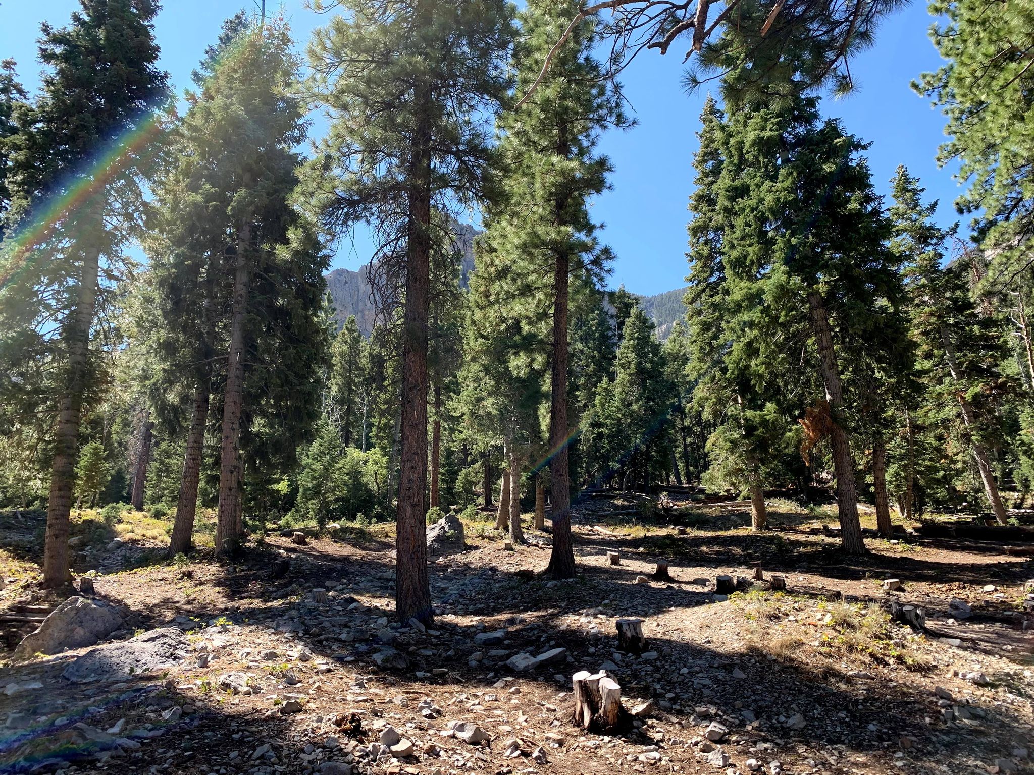 A view of the beautiful, tall Bristlecone Pine trees in Mount Charleston. The sky is blue and the Spring Mountains are in the background.
