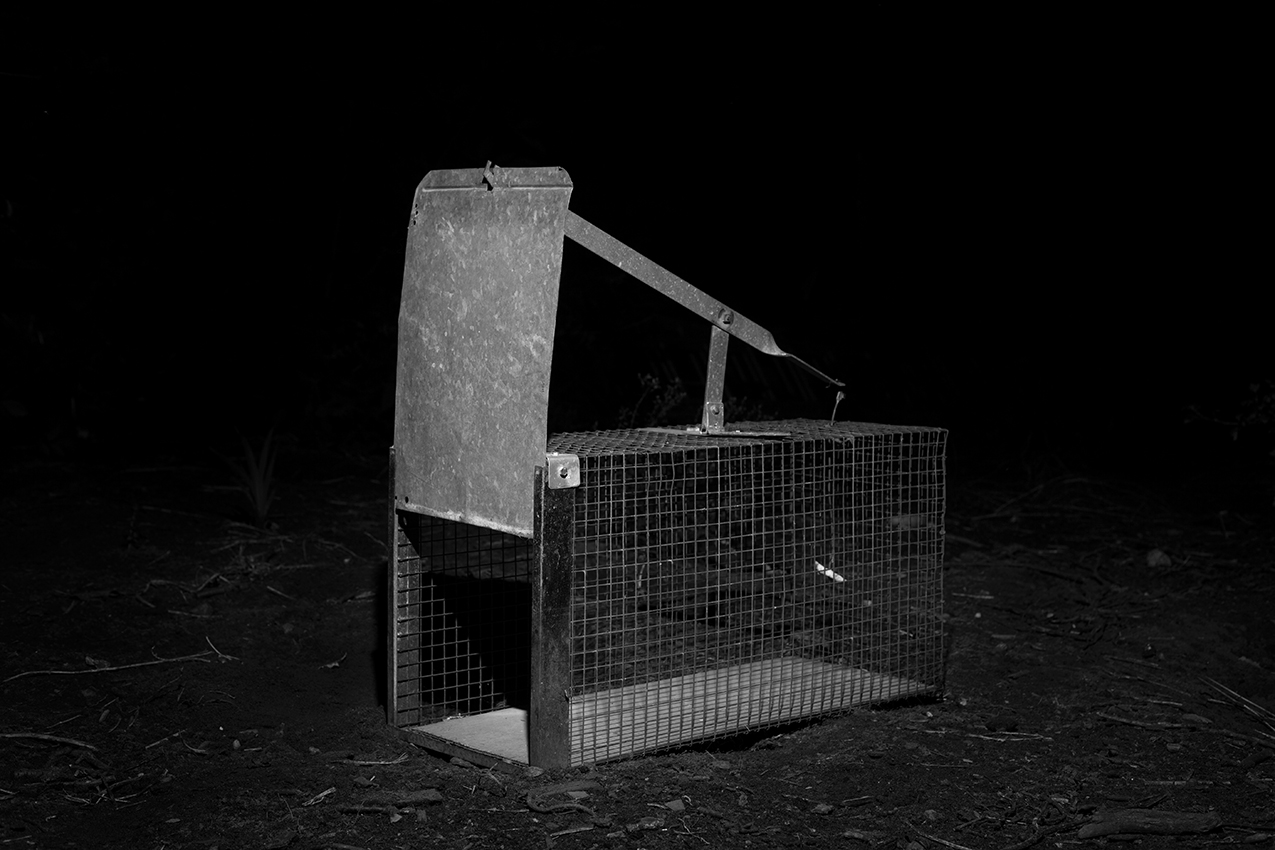 Cage