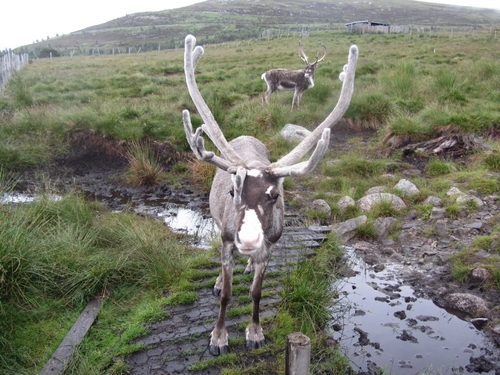 Cairngorm Reindeer