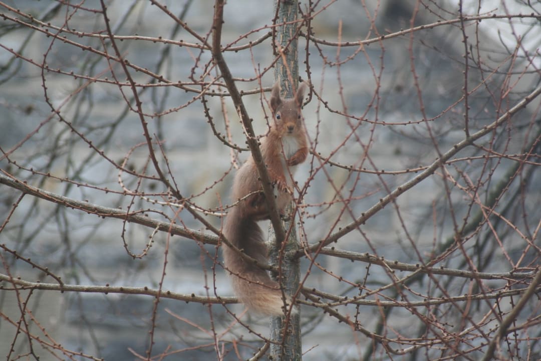 Red squirrel, Grantown on Spey