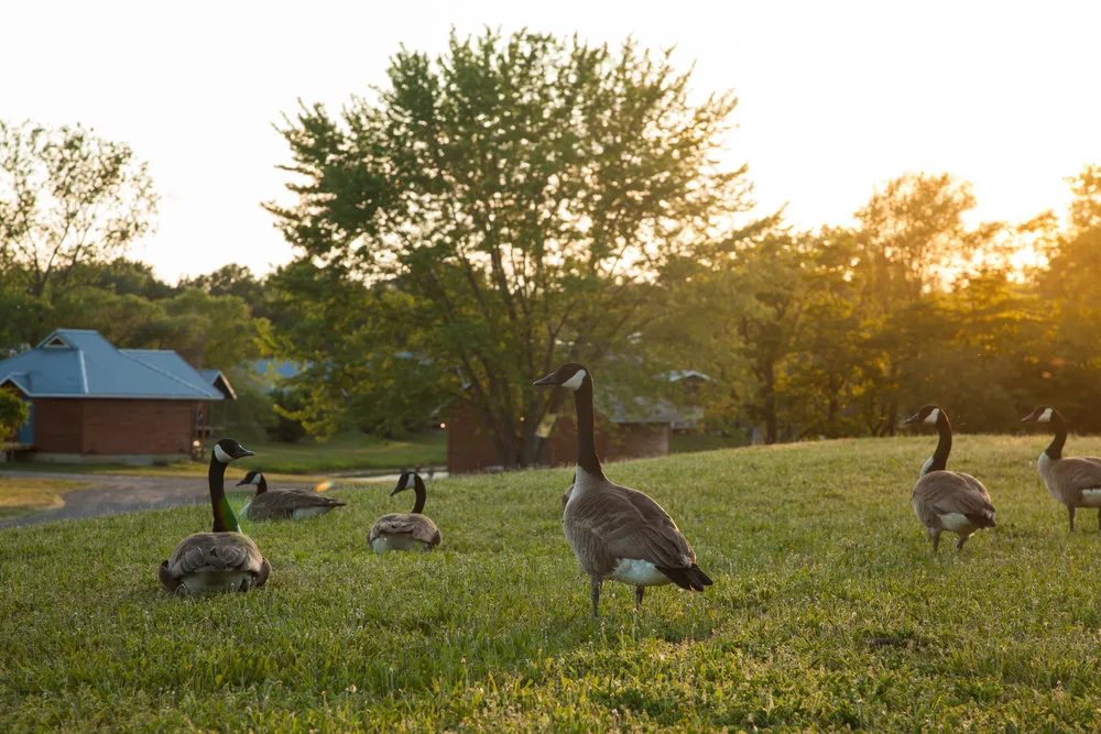 Birds in the field during summer at Serenity Springs.