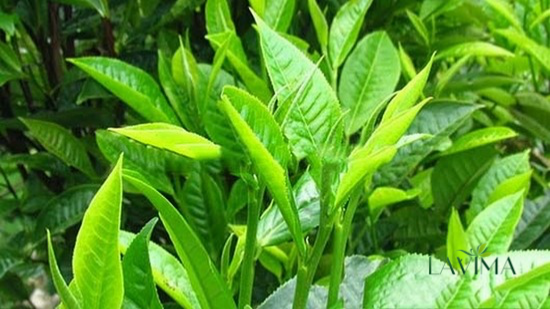 Chữa viêm phụ khoa bằng trà xanh