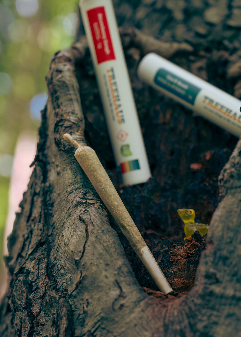 Treehaus tubes in a tree hollow