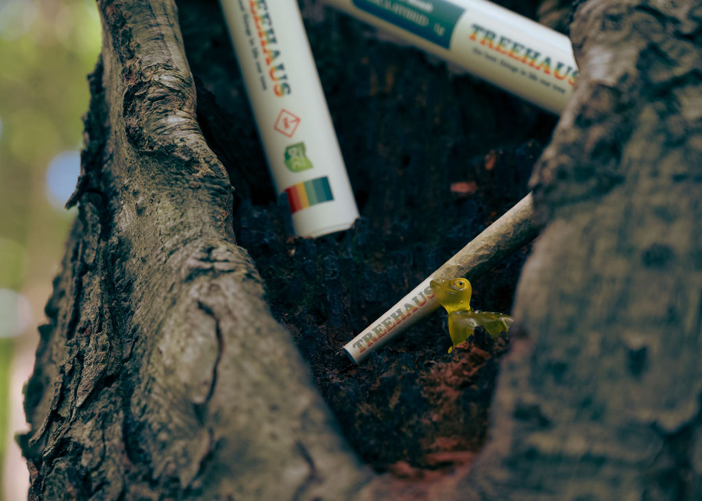 Treehaus tubes in a tree hollow
