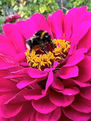 Pink Zinnia