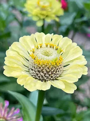 Lime Zinnia