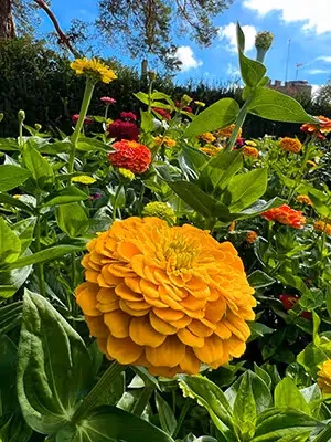 Orange Zinnia