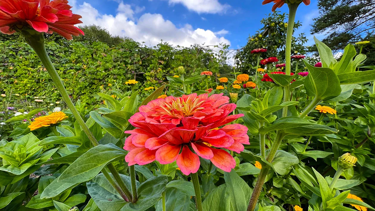 Zinnia elegans ‘Benary’s Giant Salmon Rose’