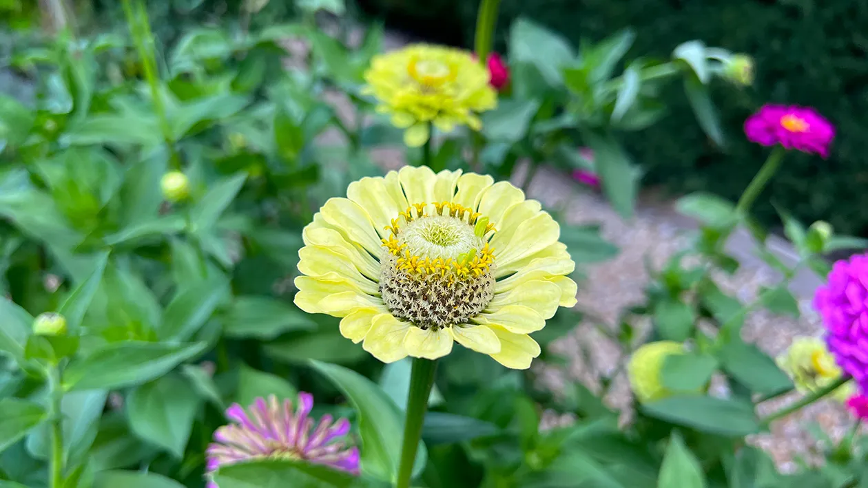 Zinnia elegans ‘Queen Lime’