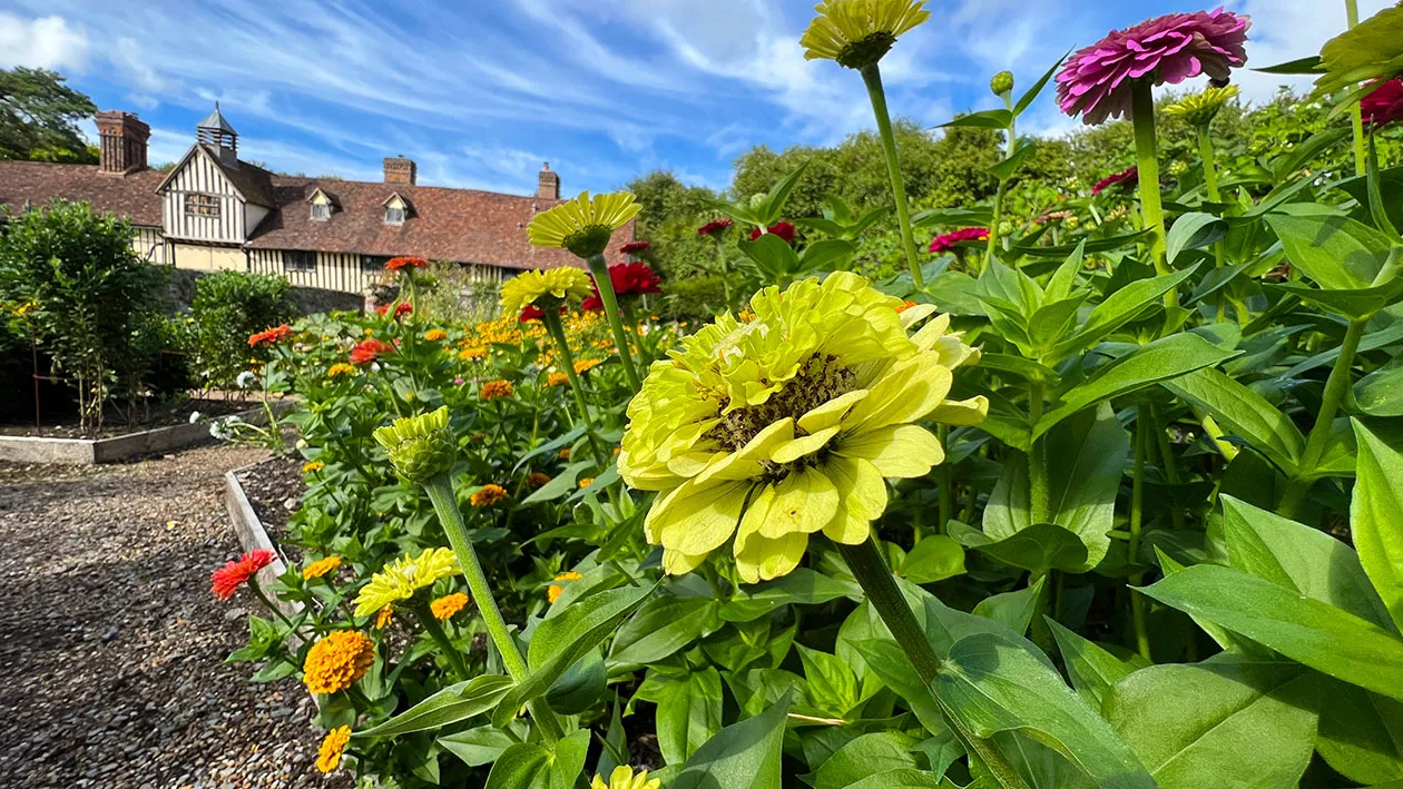 Zinnia elegans ‘Queen Lime’