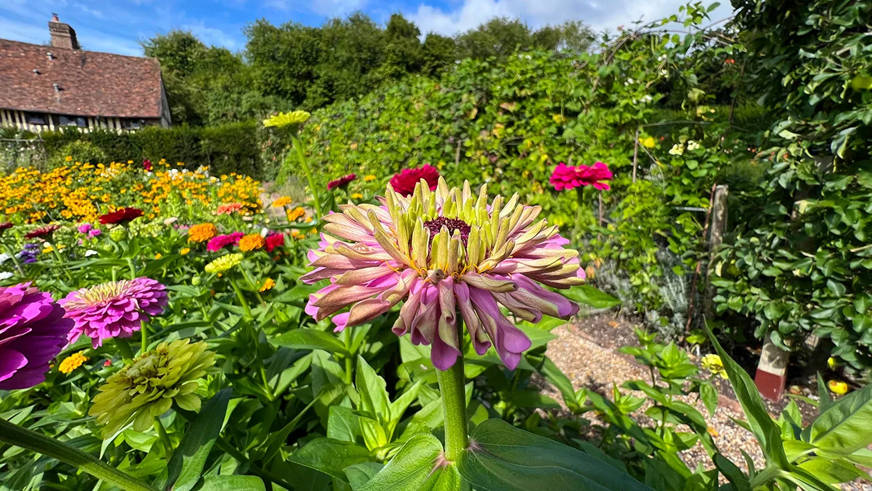 Zinnia elegans 'Benary's Giant Lilac'