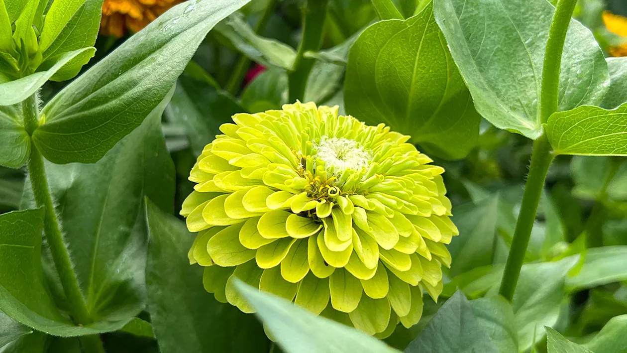 Zinnia elegans ‘Envy’
