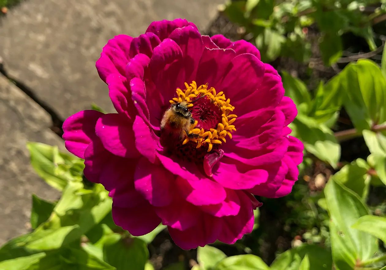 Common Carda bee in deep pink Zinnia
