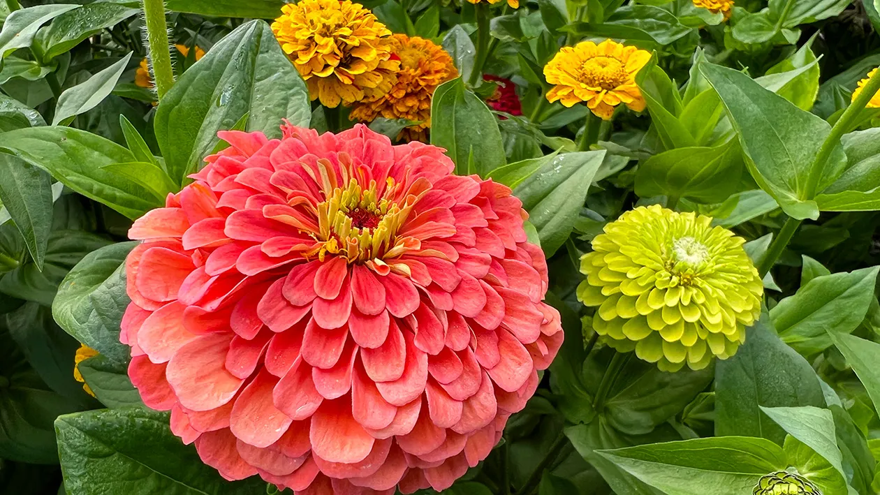 Zinnia elegans ‘Benary’s Giant Salmon Rose’