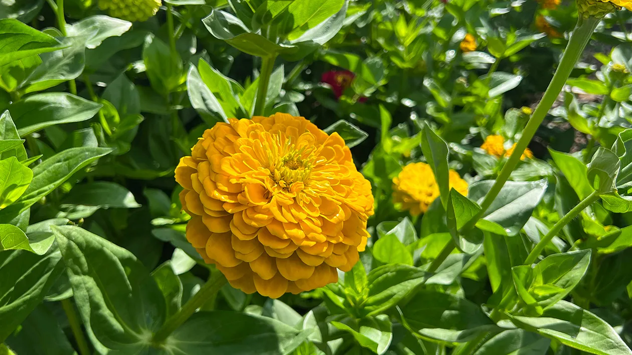 Zinnia elegans ‘Golden Crown’