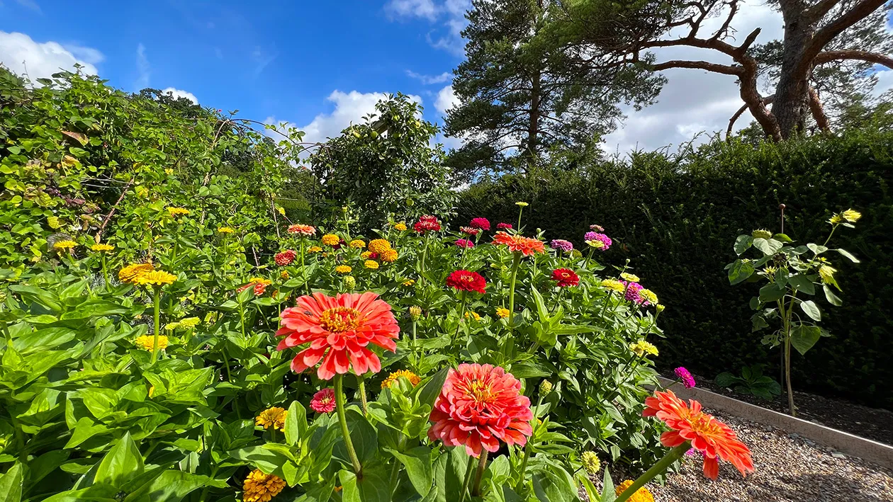 Zinnia bed