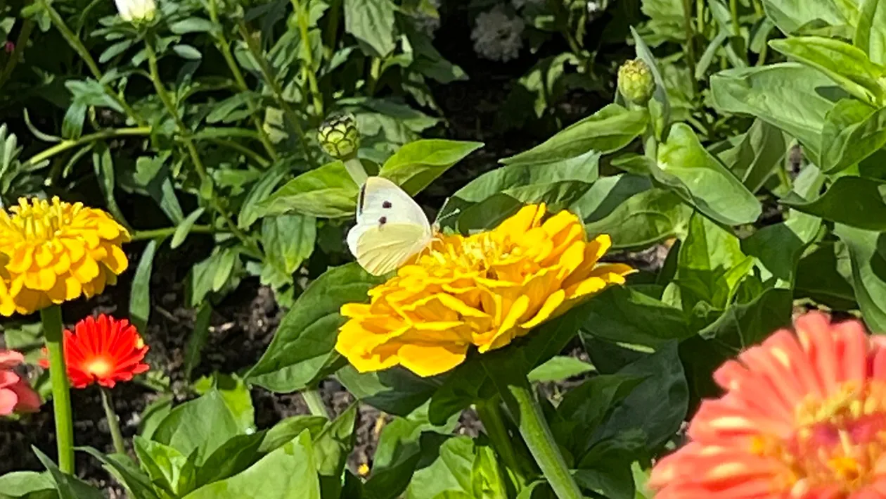 Butterfly on yellow zinnia