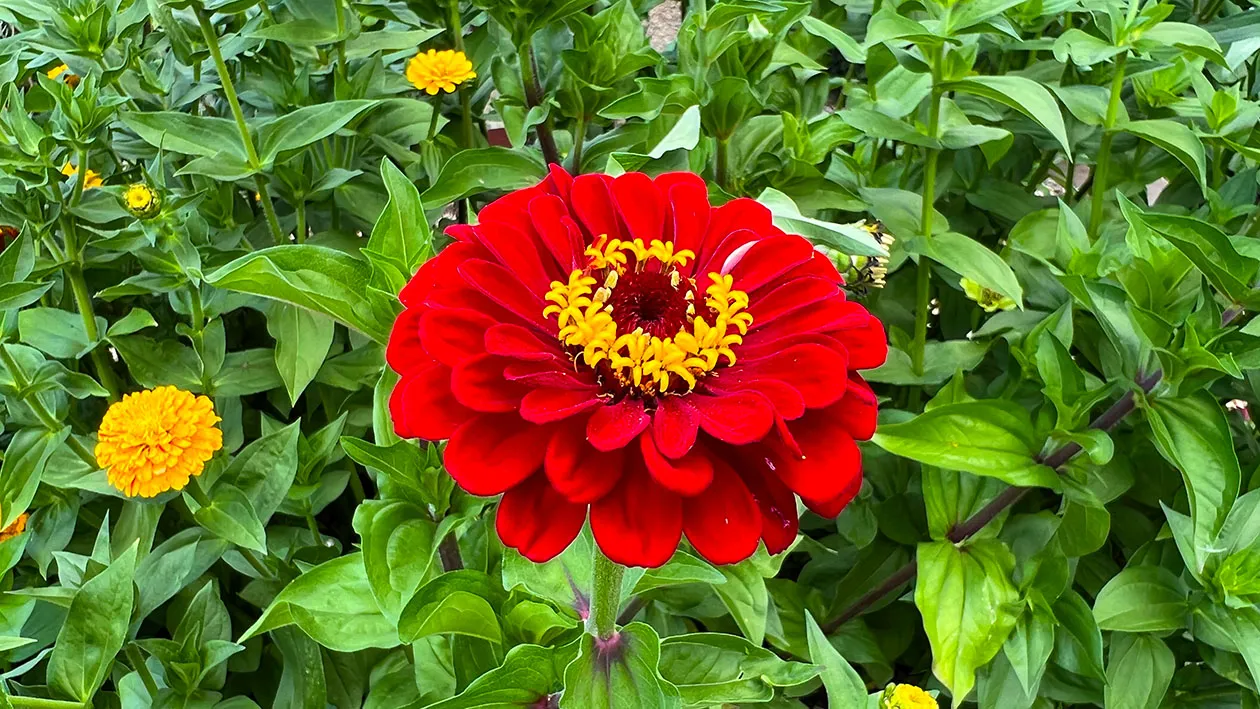 Zinnia elegans 'Meteor'