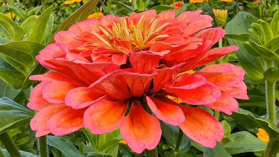 Zinnia elegans 'Meteor'