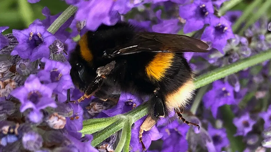 Science of a Bee’s Mood