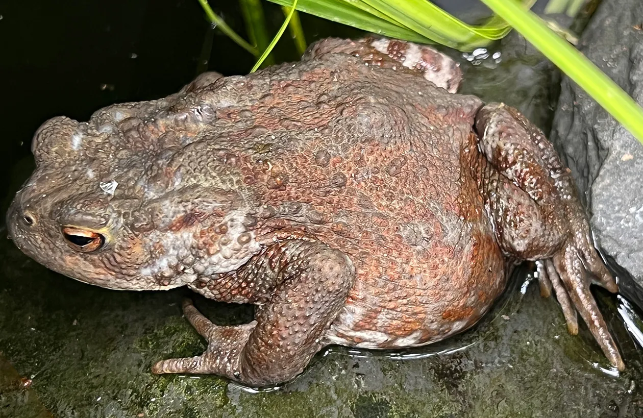 Common toad (Buffo buffo)