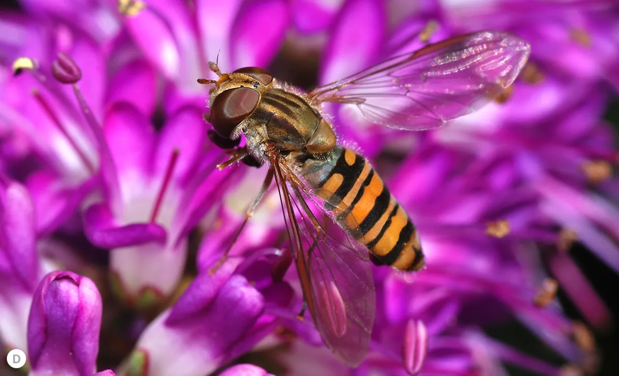 Marmalade hoverfly (Episyrphus balteatus)