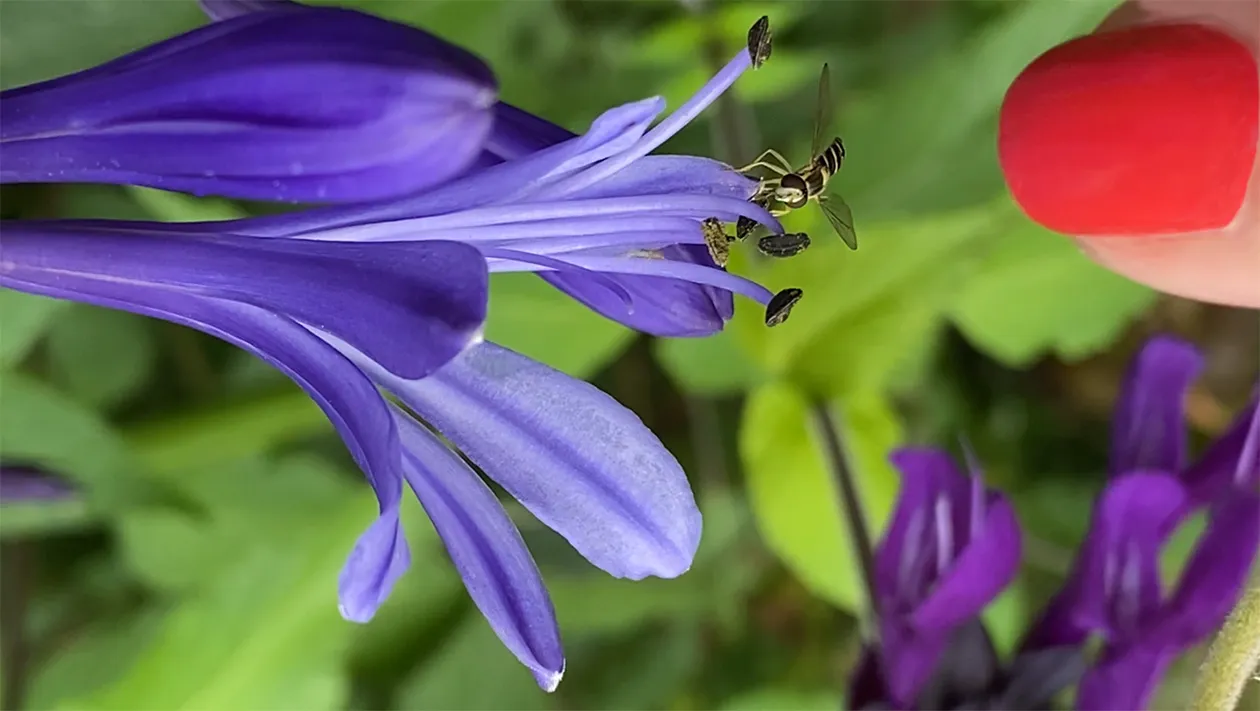 Hoverfly on agapanthus