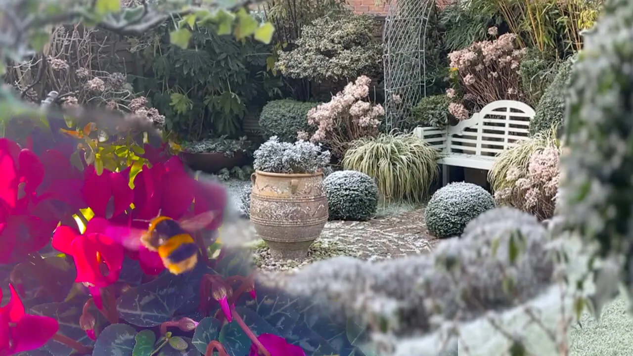 Frosty January Garden Tour