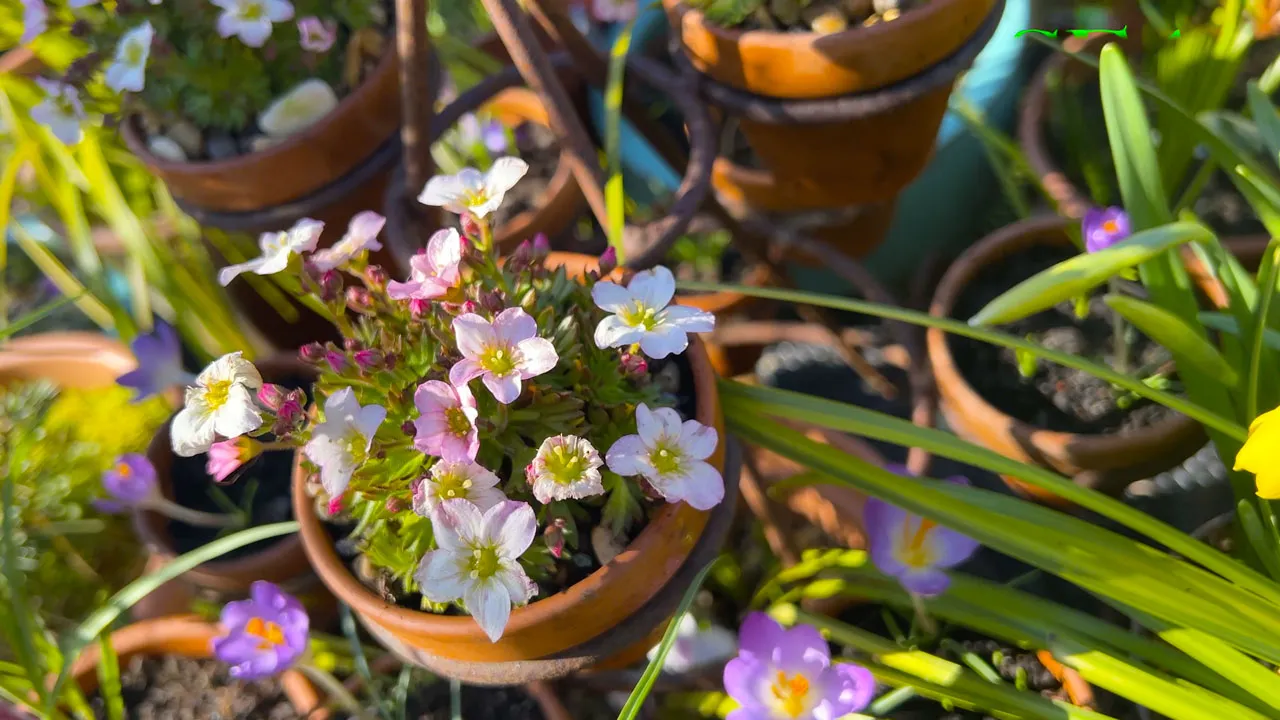 Small English Garden March Tour 