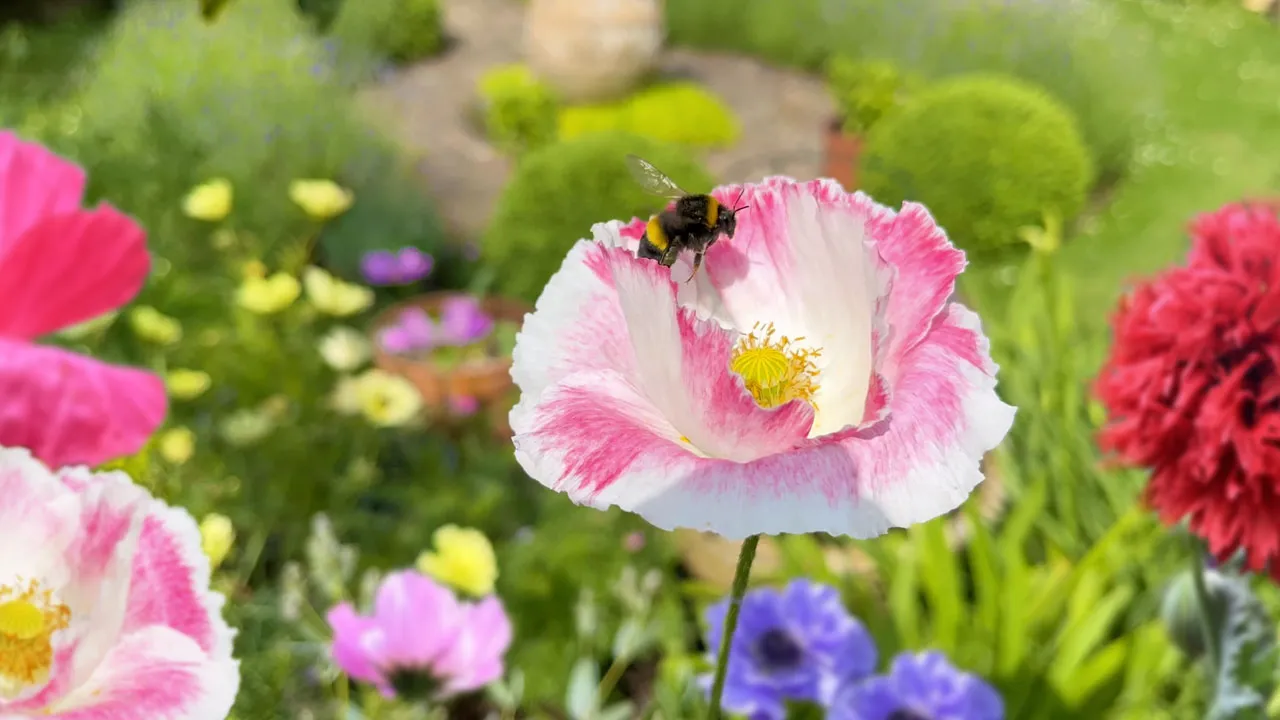 Early June Flower Garden Tour