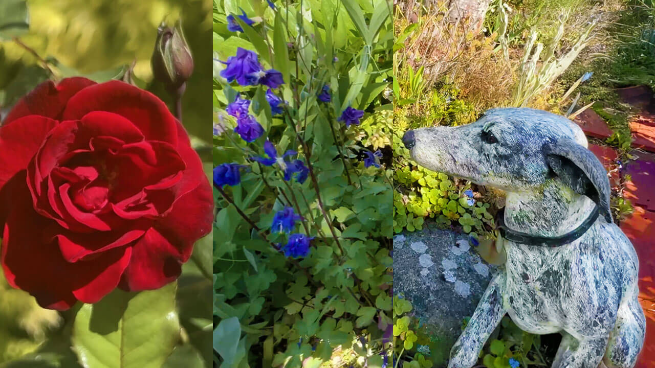Red rose, blue flower and greyhound in a garden