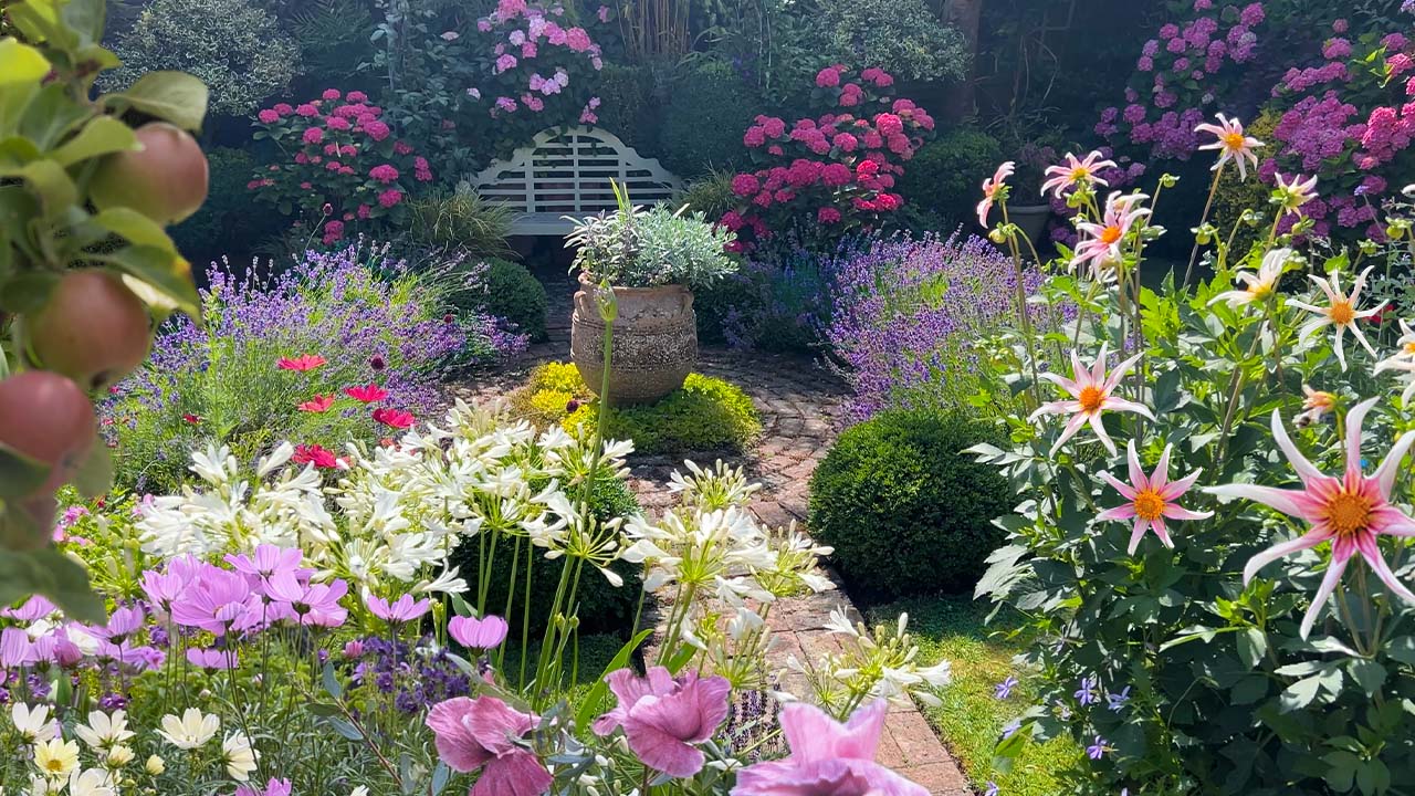 Small English garden in July full of gorgeous Dahlia blooms, pretty poppies, Rose & Hydrangeas