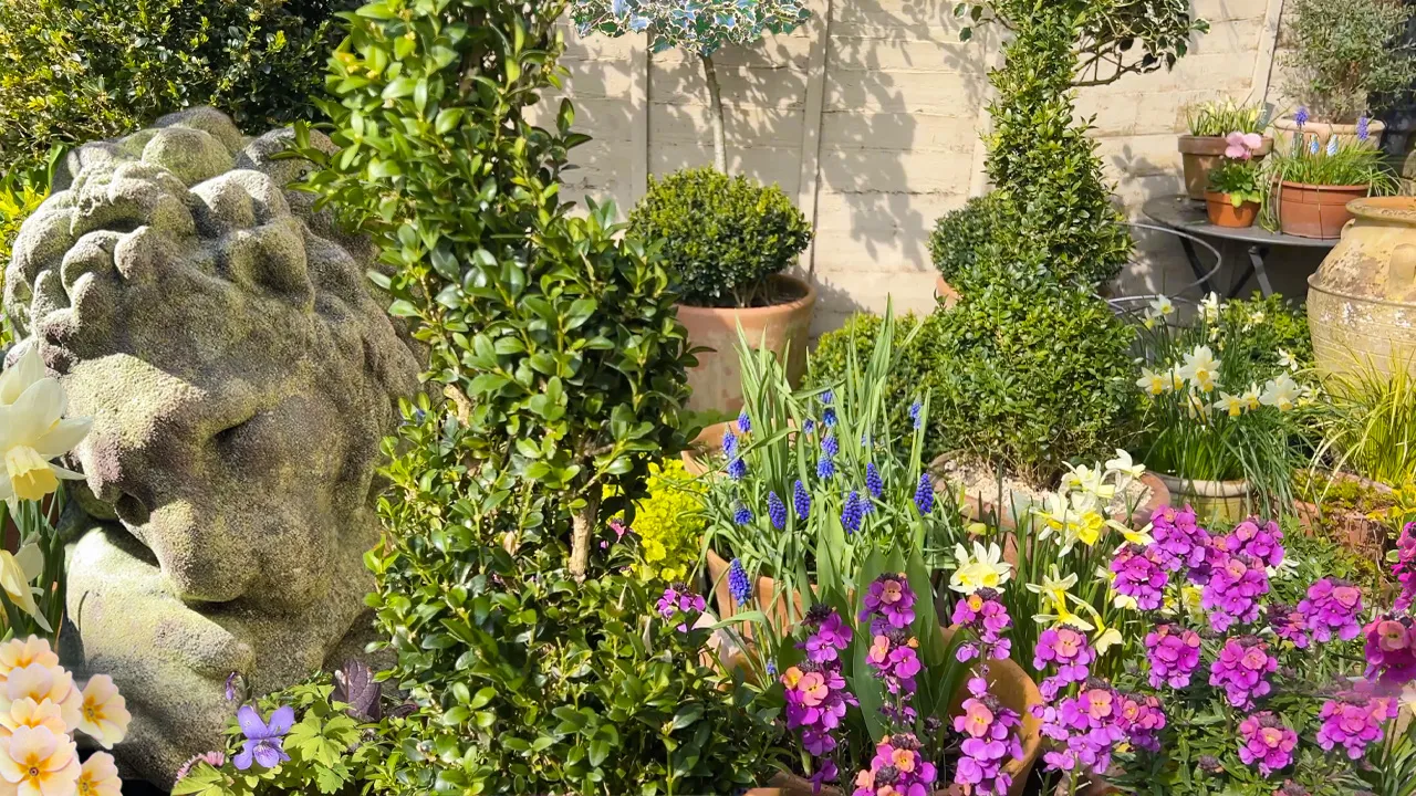 Delightful English garden in March with flowers, topiary and a lion statue.