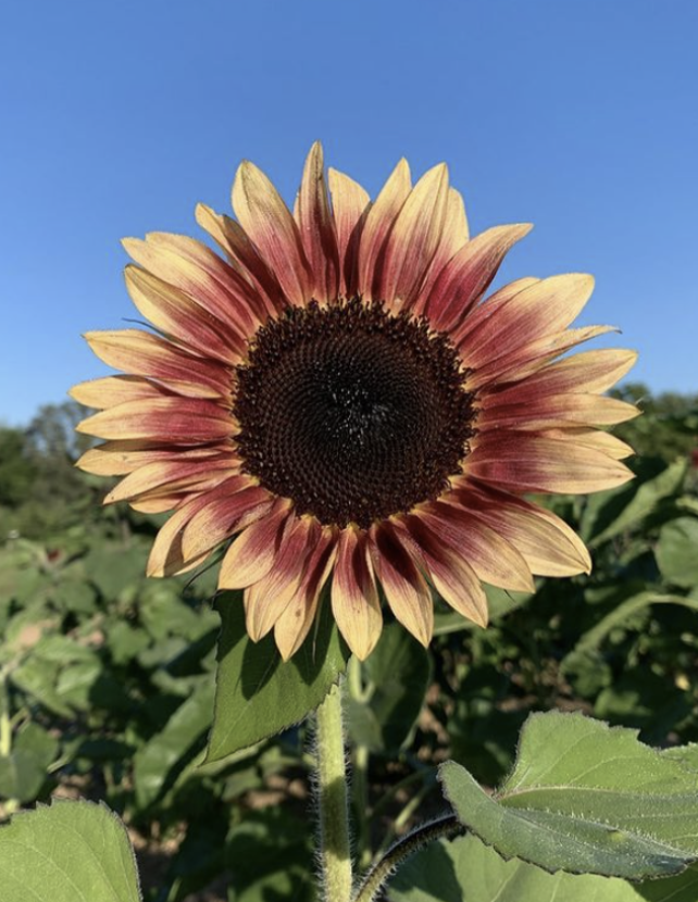 Sunset Yoga In The Sunflower Field 