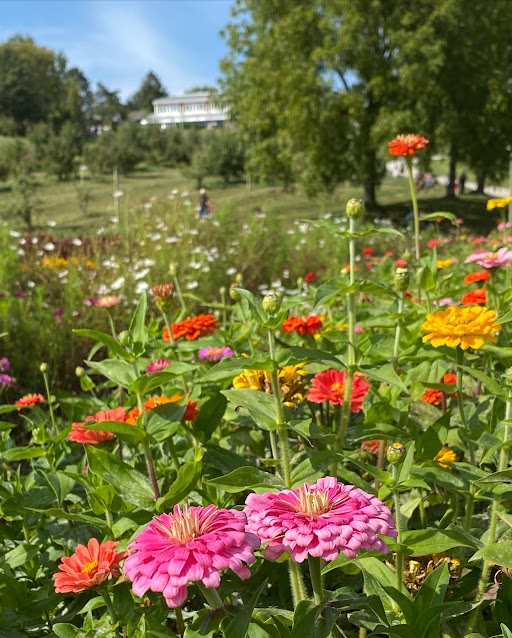 U-pick Wildflowers Season