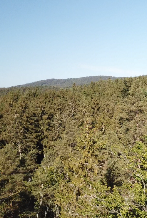 Baumwipfel des Steinwaldes an einem sonnigen Tag.