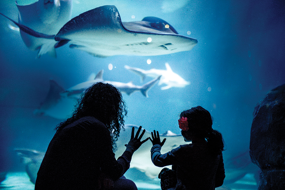 Ripley's Aquarium