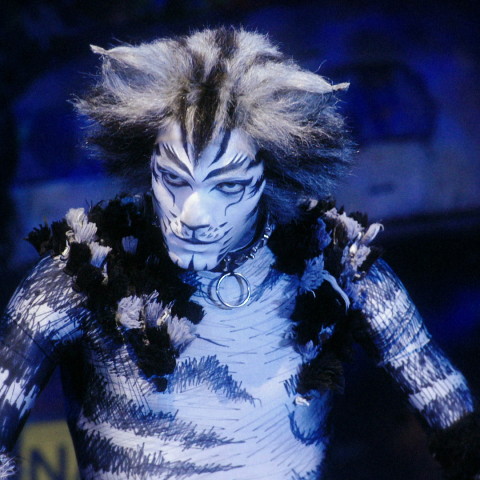 Cats