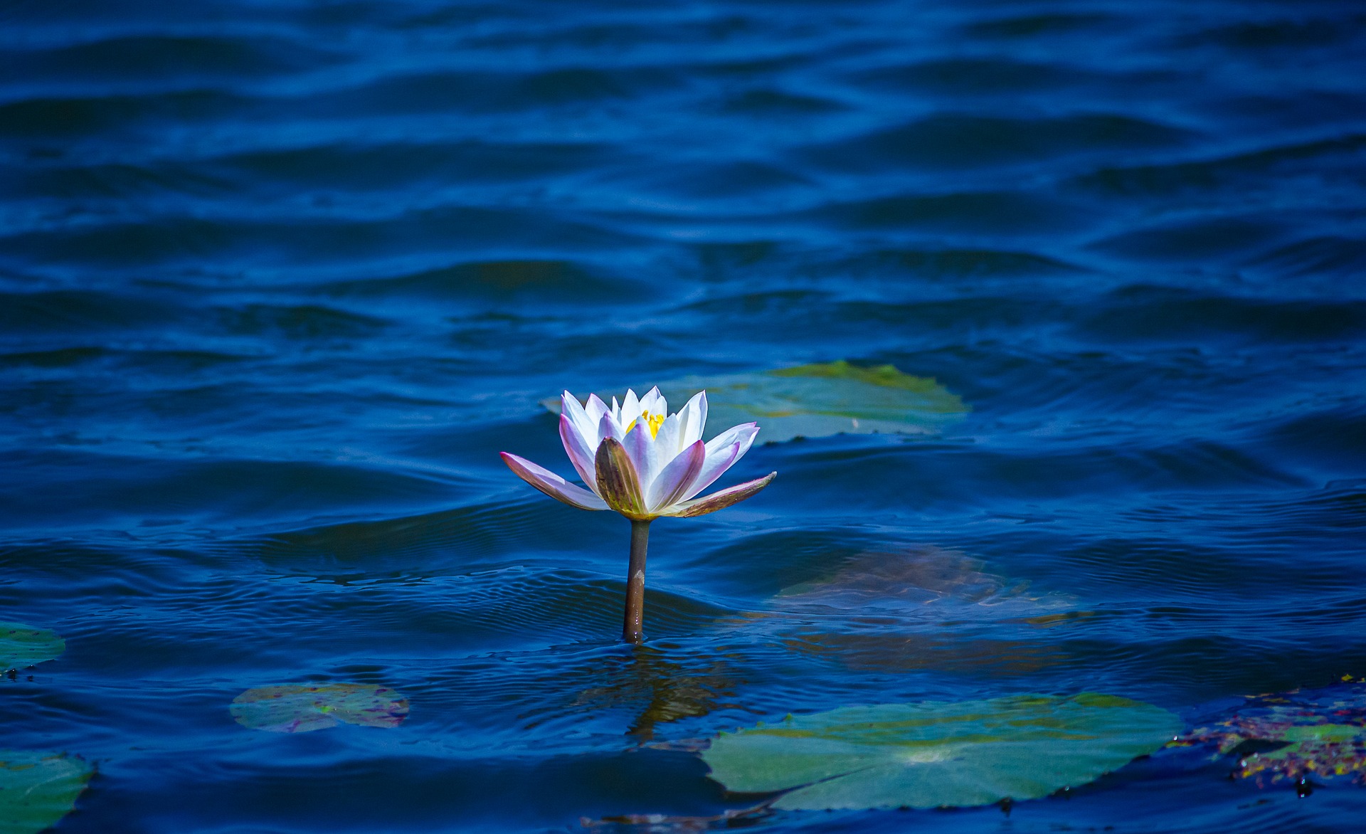 Lotus flower in bloom — a symbol of clarity and healing
