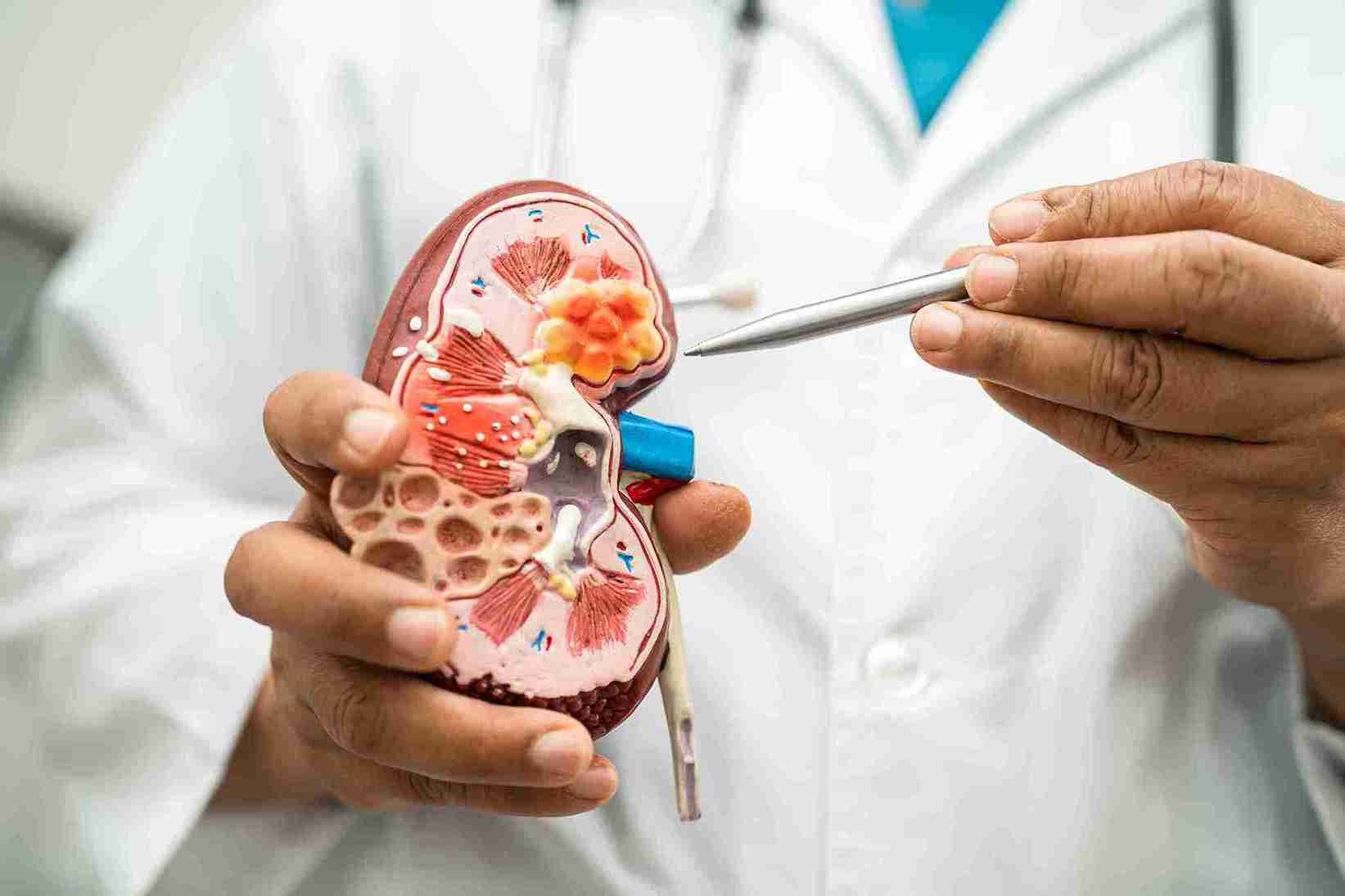 What Are the Adrenal Glands?