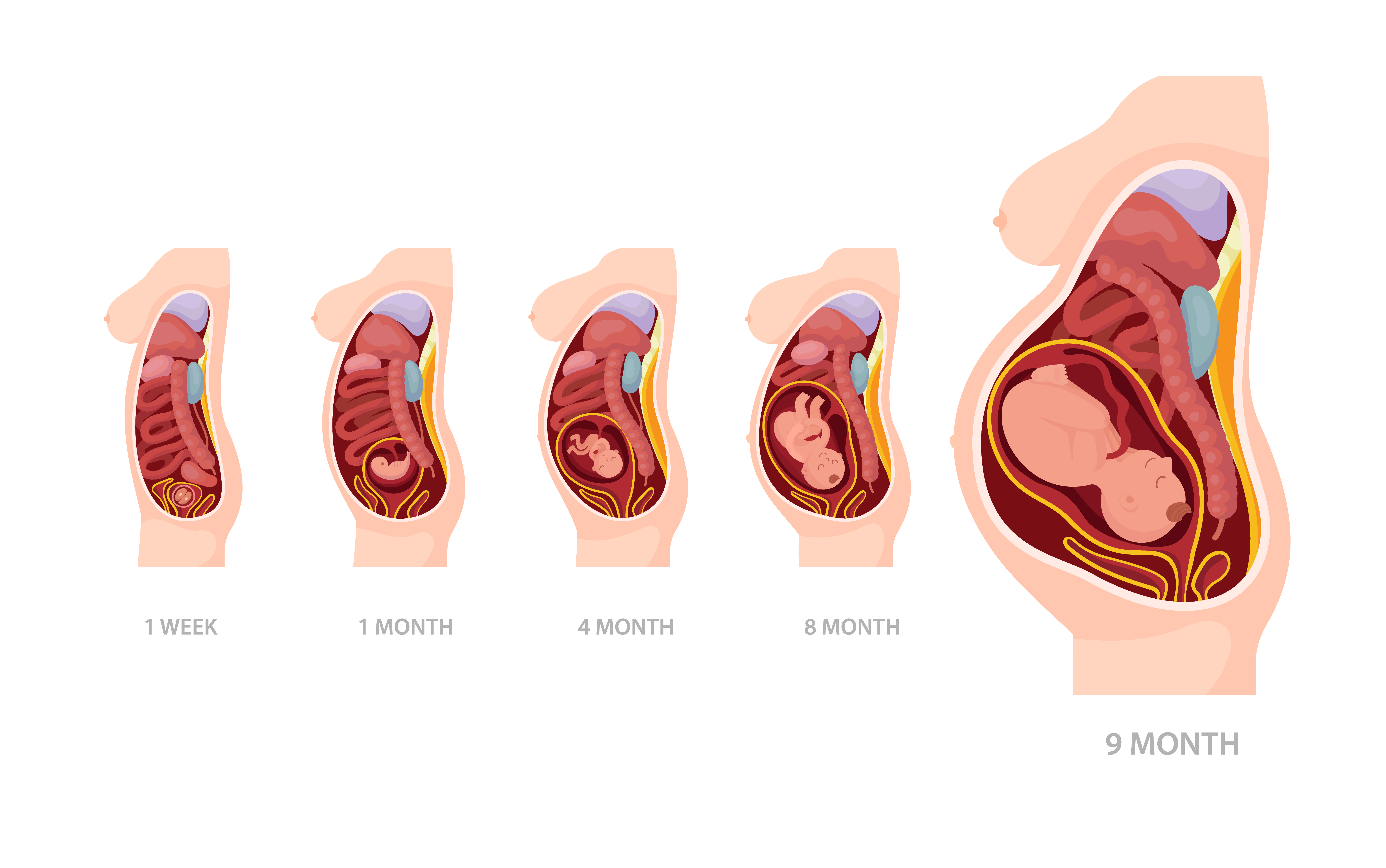 Types of Placenta by Structure