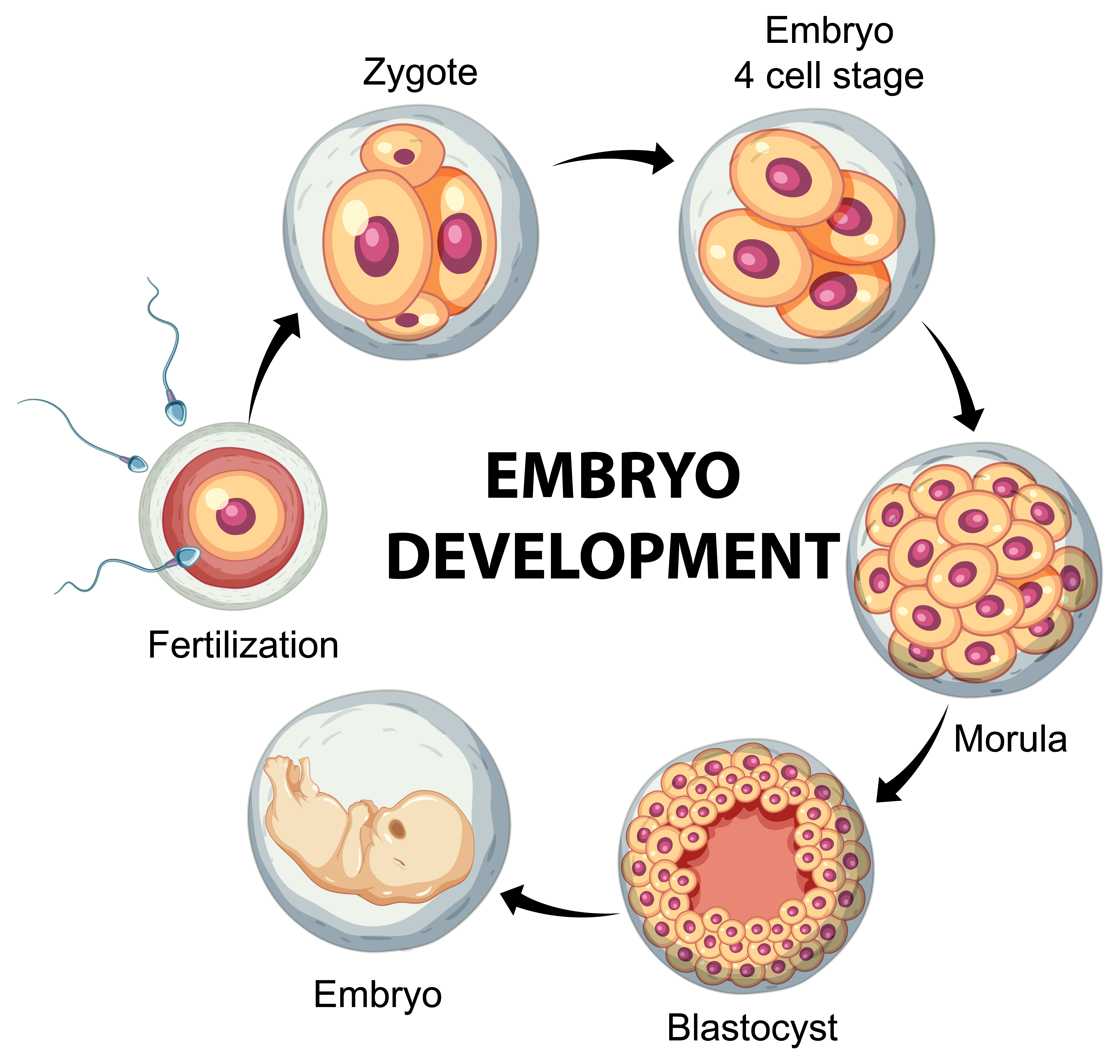 एम्ब्रियो डेवलपमेंट (Embryo Development)