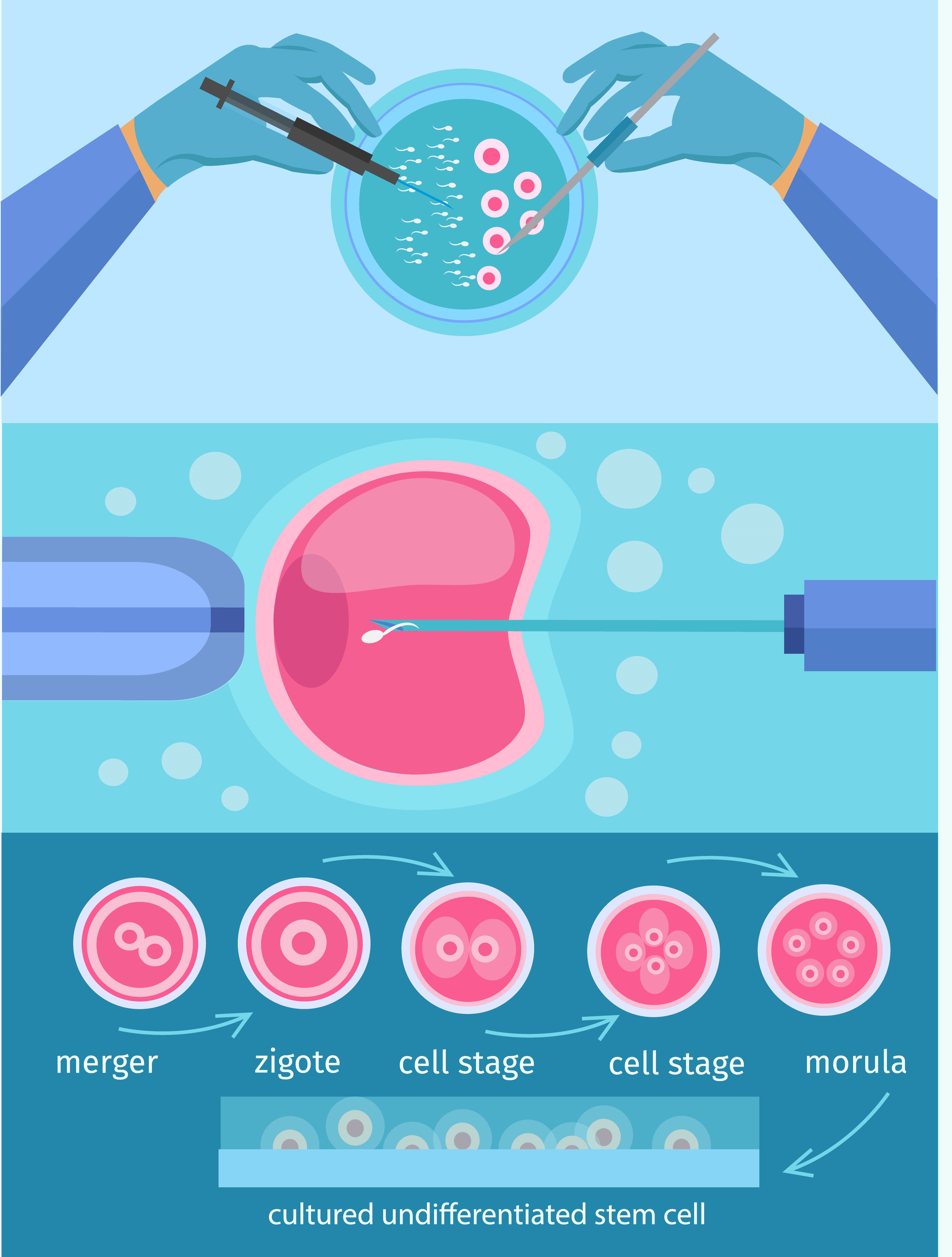 The 4 Stages of Implantation
