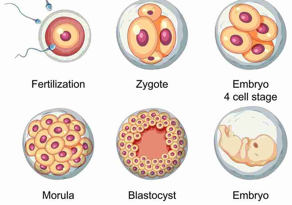 Frozen Embryo Transfer Timetable Following Egg Retrieval