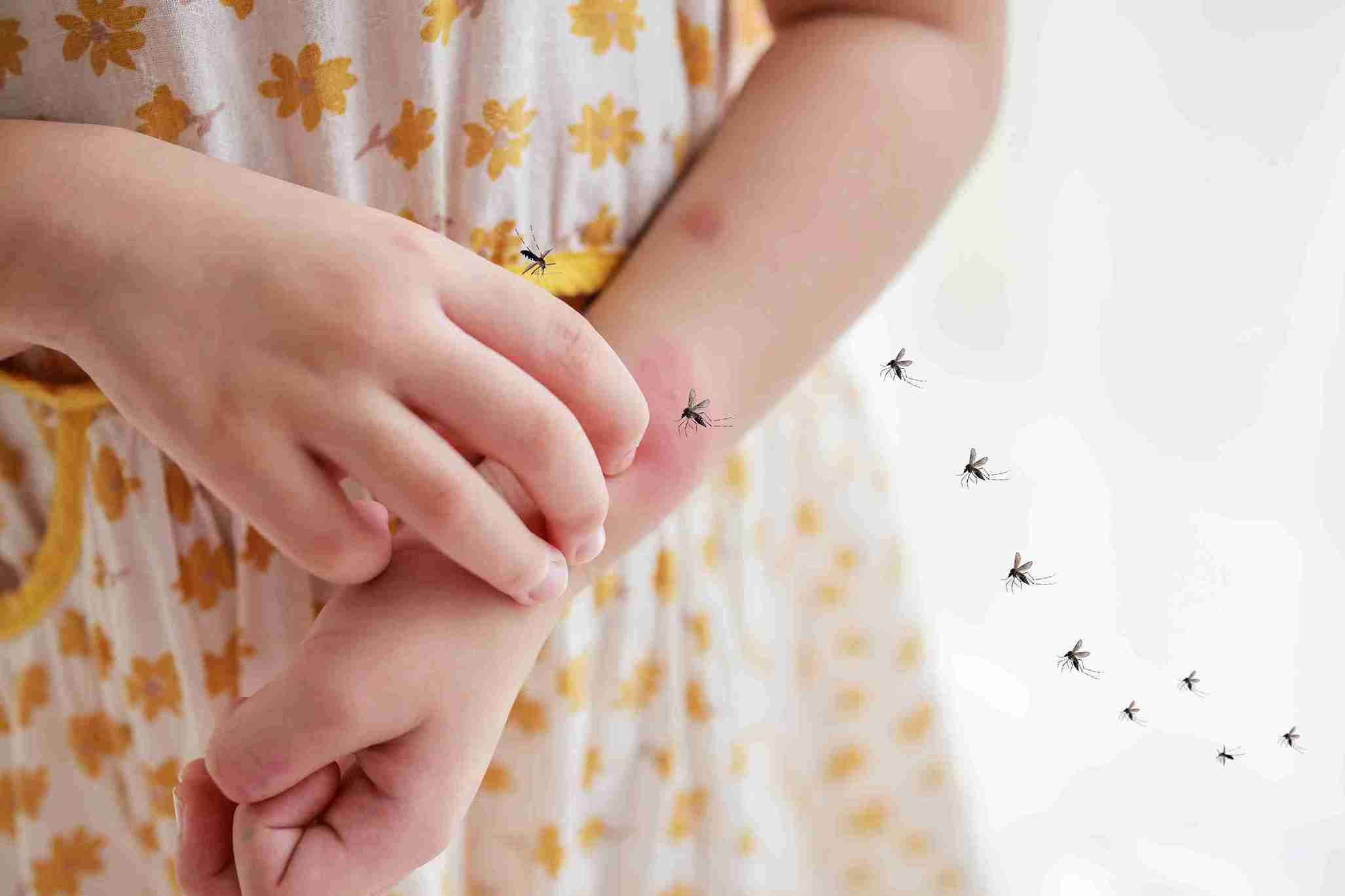 What is Dengue?