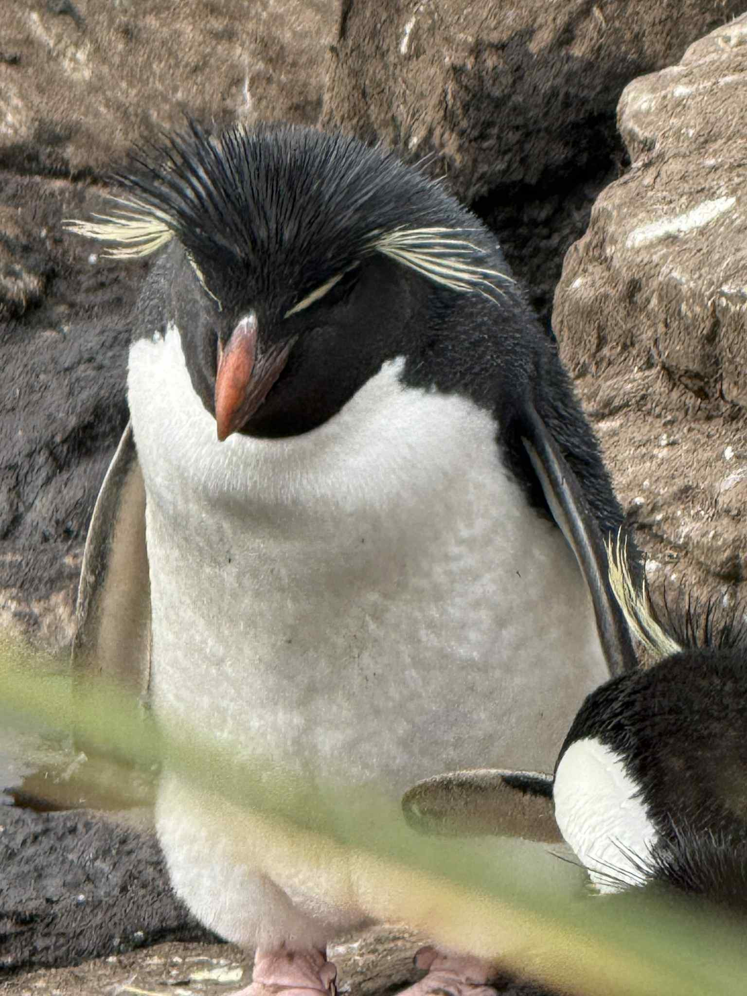 Die Reise in die Antarktis mit der Poseidonexpedition - ein Film von Junior Francaa