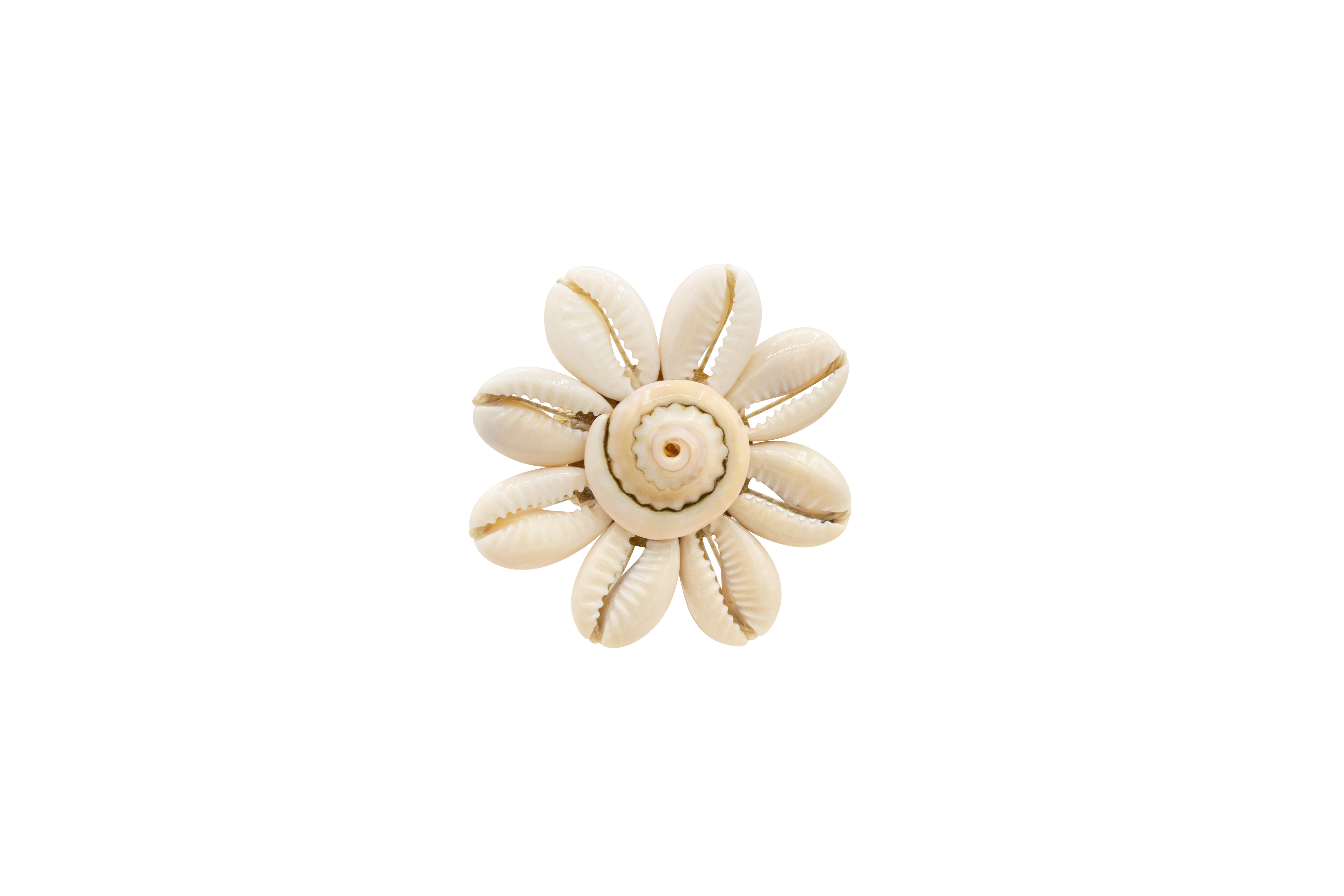 Sea daisy ring.